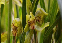 豆瓣兰和春兰的区别？