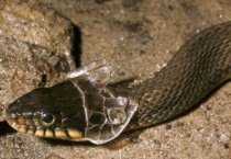 蛇脱皮是怎么回事