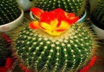 仙人球花期多长时间？