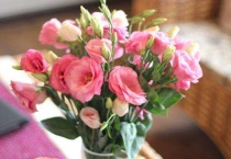 粉红洋桔梗花语