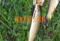 鲤鱼用什么饵料