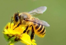 蜜蜂是昆虫吗？