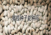 橄榄种子能种吗？