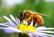 蜜蜂的形态特征