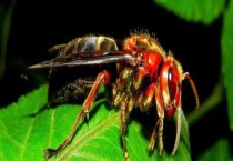 人头蜂 是什么？