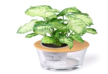 合果芋怎样开花