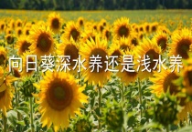 向日葵深水养还是浅水养