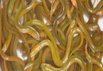 黄鳝的养殖现状 附黄鳝养殖存在的问题