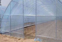 简易养鹅大棚建设方法 养鹅大棚建造需注意的地方