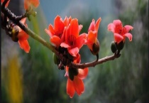 木棉花的花语和传说介绍 木棉怎样种植