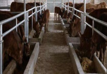 养牛场建设的注意事项 养牛场的建设选址