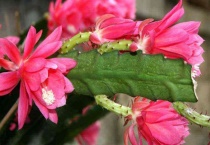 令箭荷花繁殖多久？