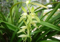 兰花叶尖发黄是什么原因？