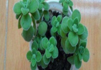 一抹香开花吗？