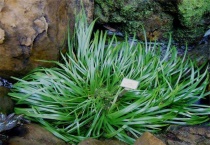 如何给金钱蒲浇水