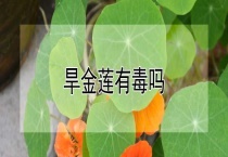旱金莲有毒吗？