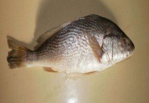 雪花鱼属于什么鱼 有什么经济价值