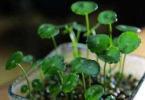 铜钱草不带根是否可以繁殖