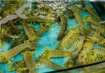 皮皮虾有虾线吗？