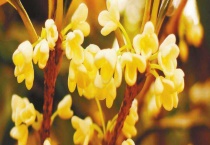 秋天的花有哪些？