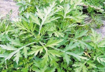 艾青是什么植物