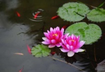 没有根的花怎么养活