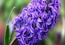 风信子有毒吗？风信子的花香有毒吗？