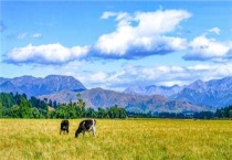 农场里有什么？