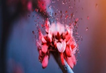 红花继木盆景制作多久？