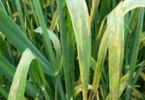 叶枯病的防治方法 附危害症状及发病规律