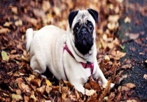 巴哥犬的性格特点 巴哥犬心地善良