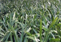 兰花叶子发黄怎么办 附有机肥沤制液肥施用多久？