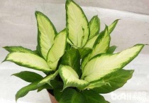 万年青可以扦插吗？