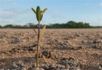 苗木定植假死怎么办？