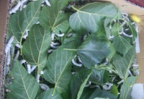 蚕宝宝生活在哪里