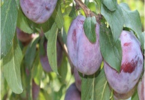 黑布林产地在哪个省 黑布林的品种