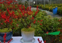 北美冬青怎么养