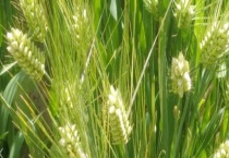 青稞的主要产地在哪 西藏有哪五大著名青稞产地