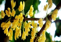 四季桂什么时候开花？四季桂的栽培多久？