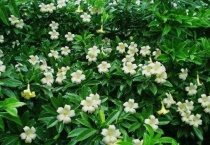 非洲茉莉长白斑怎么办？