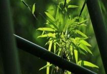 竹子掉粉虫怎多久？