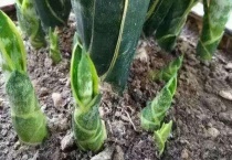 植物晚上吸收氧气吗？