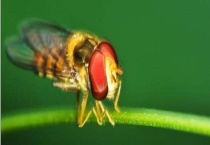 赤眼蜂 附生活习性及代表物种