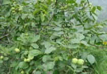 核桃树开花结果的过程