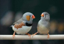 珍珠鸟喜欢用什么垫窝