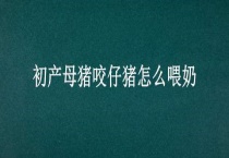 初产母猪咬仔猪怎么喂奶