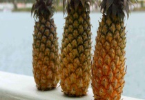 菠萝和凤梨有什么区别？？