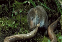 什么是鼩鼱 属于保护动物范围内吗？