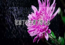 花冻了叶子蔫了怎么办？