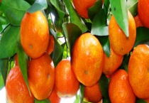 四月份哪些水果适合种植 四月份有哪些节日